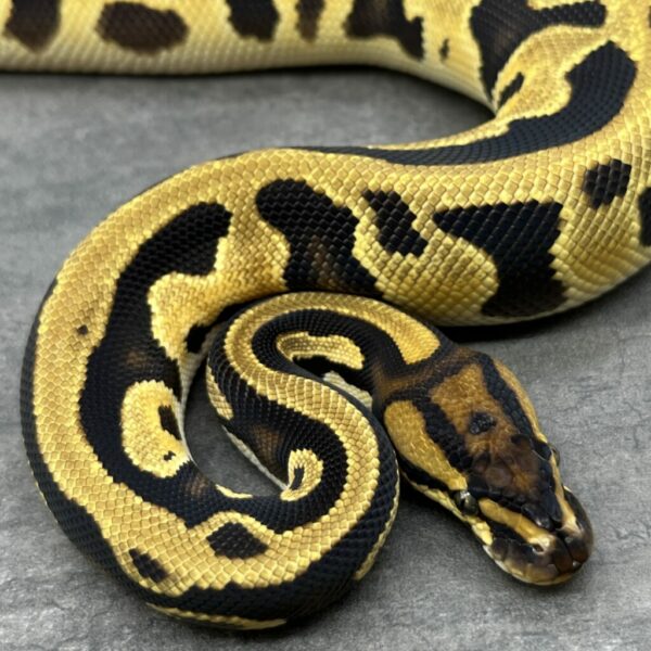 Super Orange Dream Leopard het Clown - Image 2