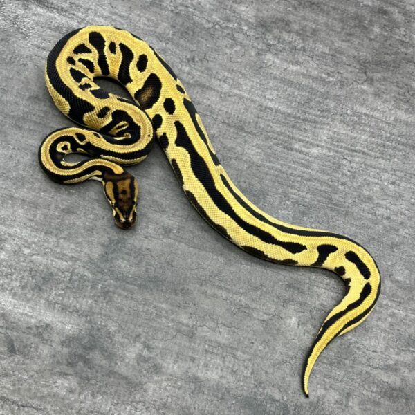 Super Orange Dream Leopard het Clown - Image 3
