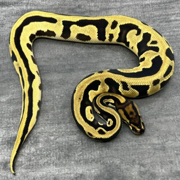 Super Orange Dream Leopard het Crown 66% DH Ultra Mel Ghost  - Image 3