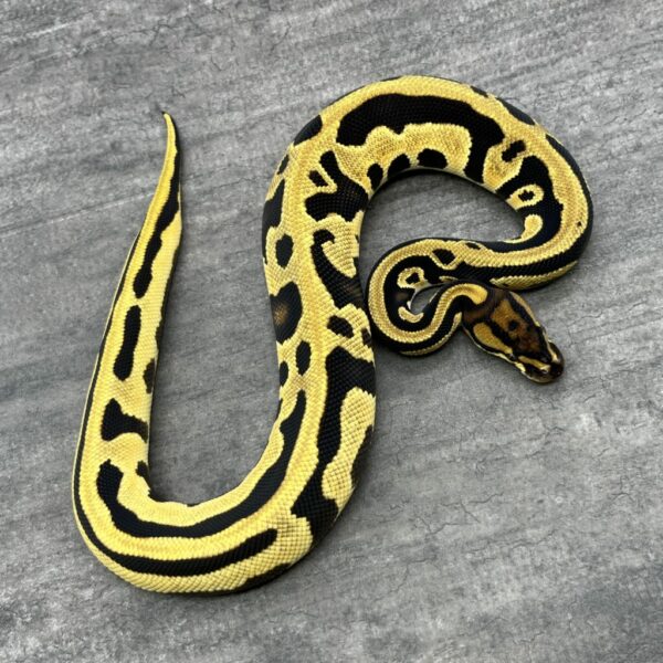 Super Orange Dream Leopard het Crown 66% DH Ultra Mel Ghost 