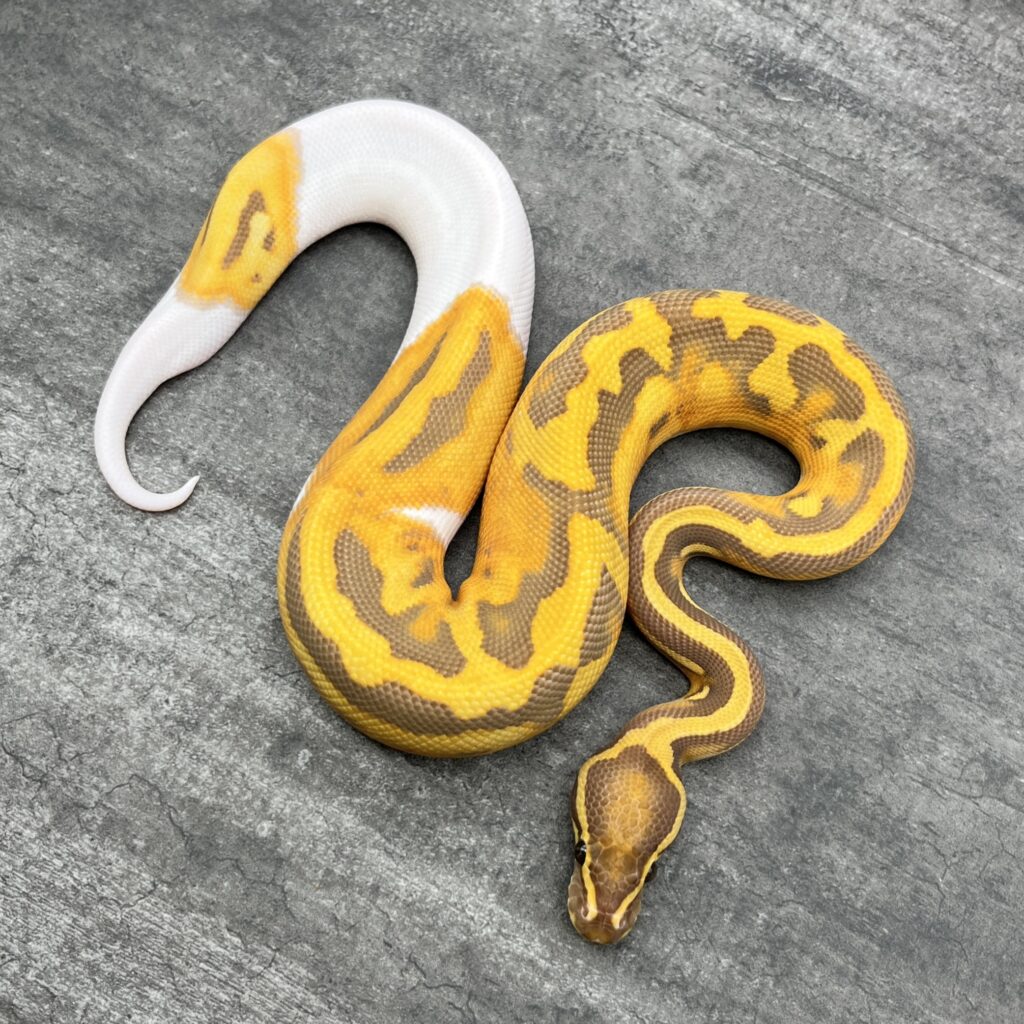 Ultra Mel Pie Bald – Freeman Ballpython