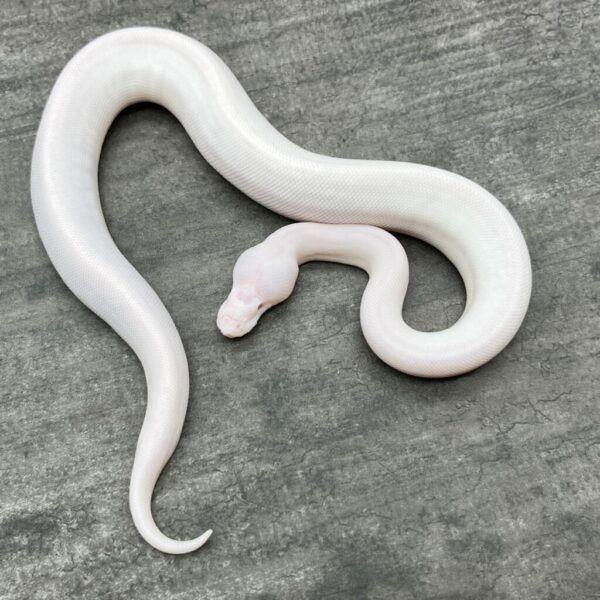 White Demon - Image 2