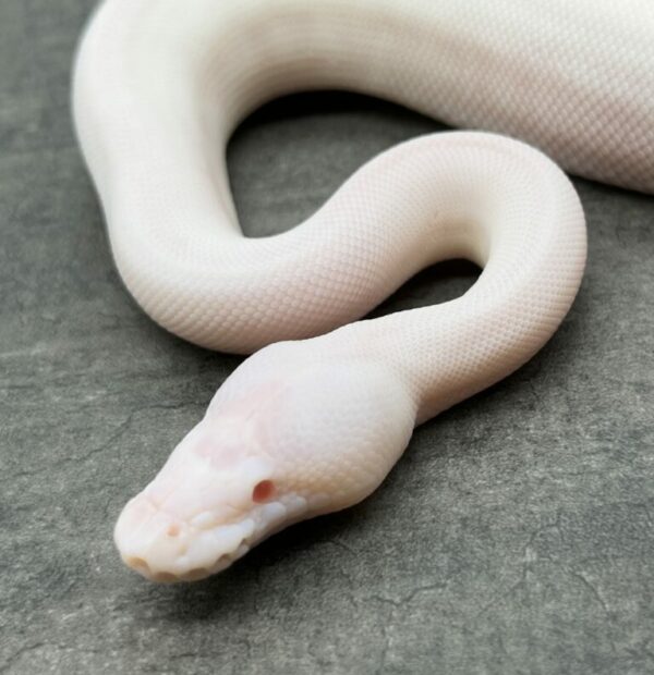 White Demon - Image 3