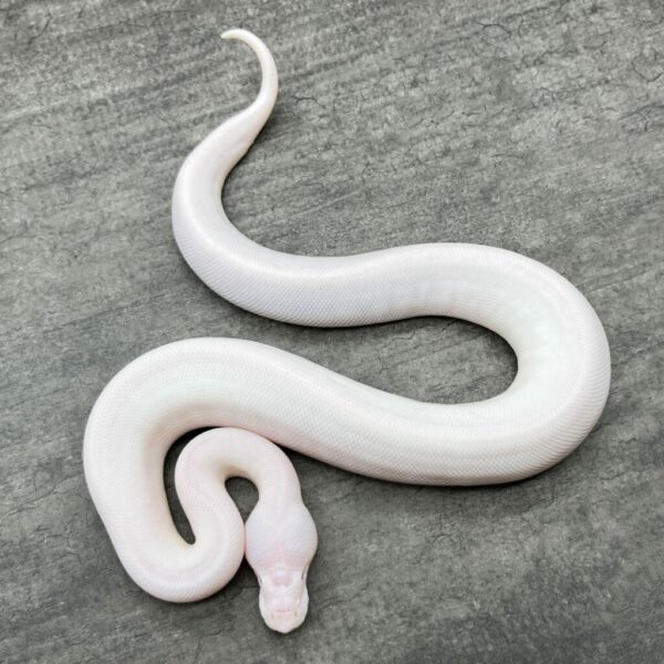 White Demon