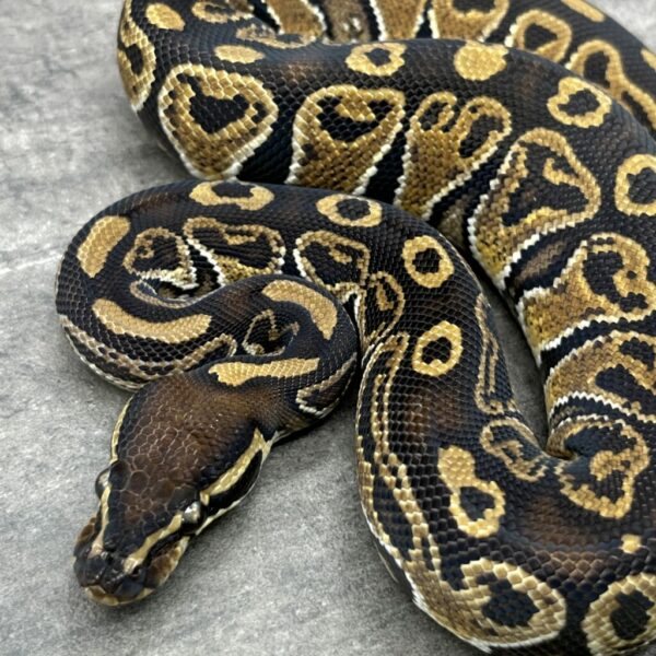 Hurricane het Piebald - Image 2