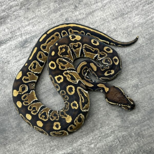 Hurricane het Piebald - Image 4