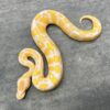 Lavender Albino