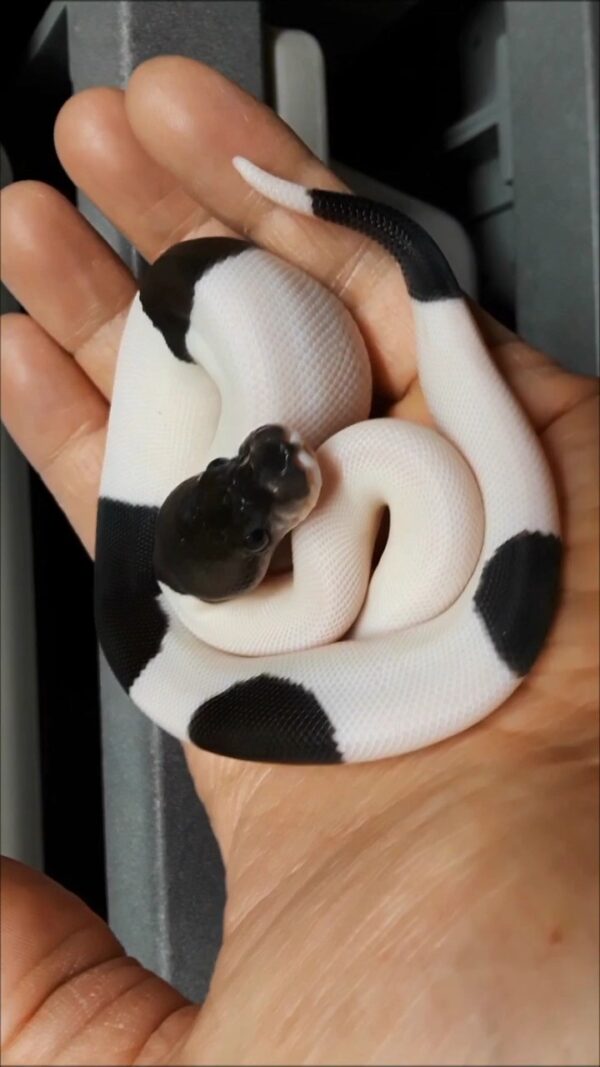 Panda Pie bald - Image 2