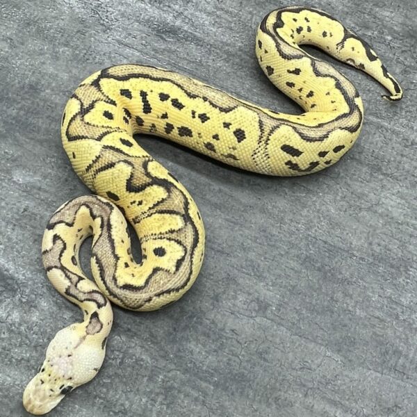 Pastel Orange Dream Clown pos fire