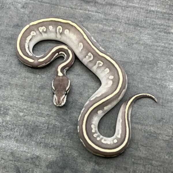 Super Phantom het Ghost - Image 2