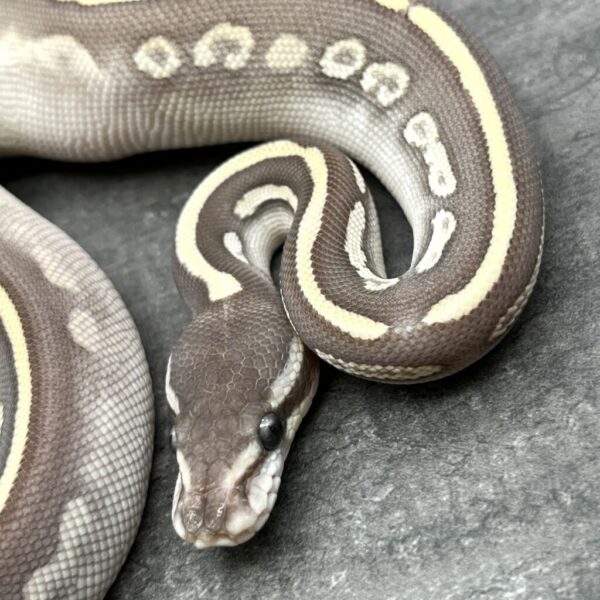 Super Phantom het Ghost - Image 3