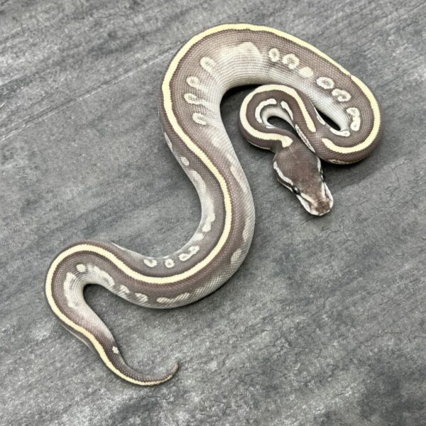 Super Phantom het Ghost