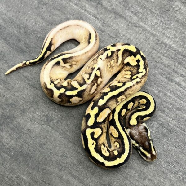Pastel Orange Dream Sugar Enchi Yellowbelly