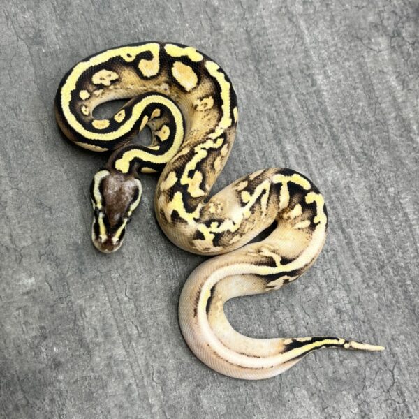 Pastel Orange Dream Sugar Enchi Yellowbelly - Image 2