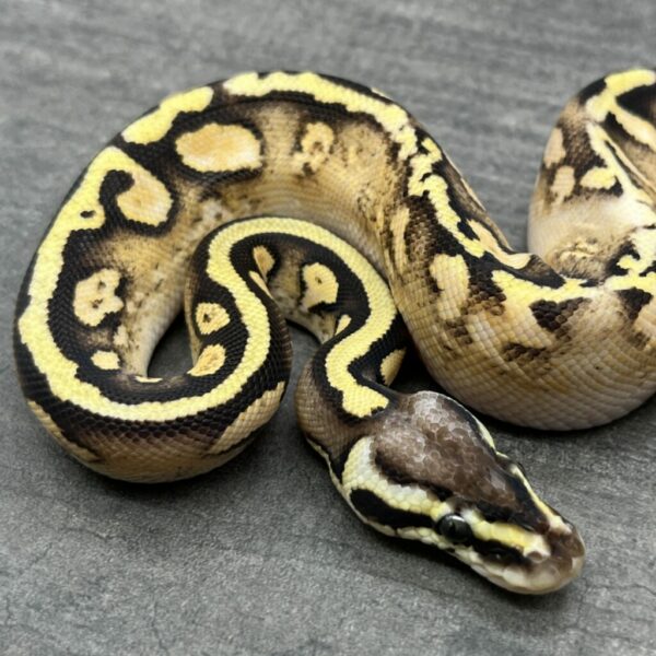 Pastel Orange Dream Sugar Enchi Yellowbelly - Image 3