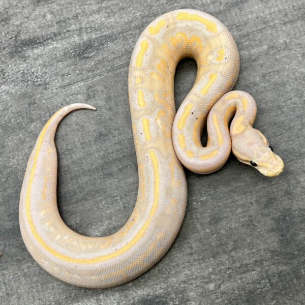 banana cinnamon yellow belly pos fire - Image 3
