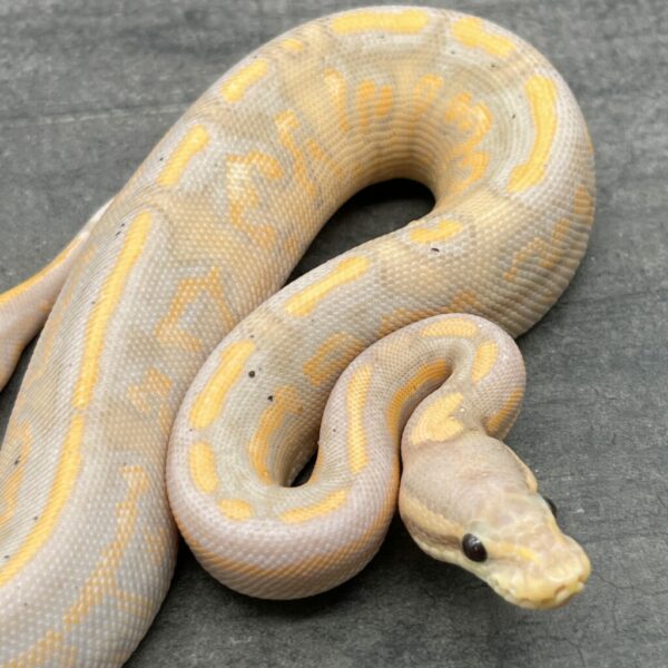 banana cinnamon yellow belly pos fire