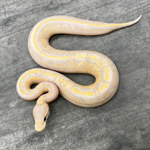 banana cinnamon yellow belly pos fire - Image 2
