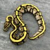 Sugar Spot Nose het Clown - Image 3
