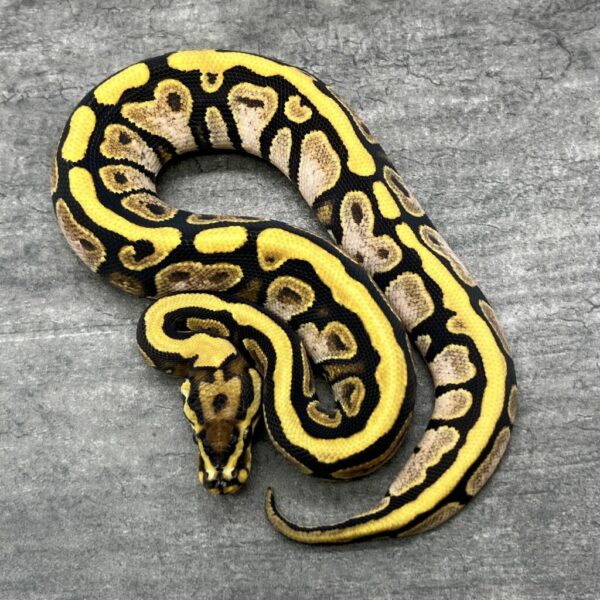 Sugar Spot Nose het Clown
