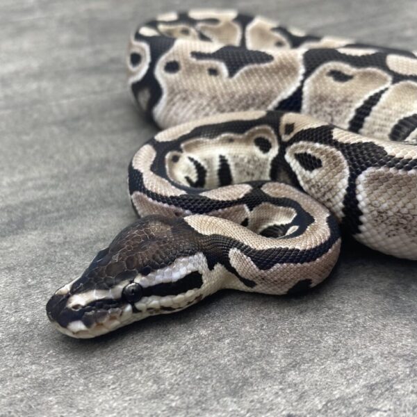 TSK Axanthic het Clown 50% Piebald - Image 2