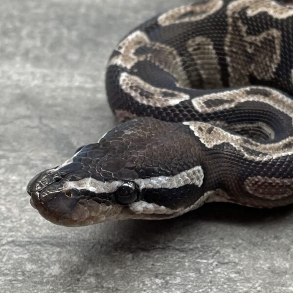 GHI VPI Axanthic - Image 2