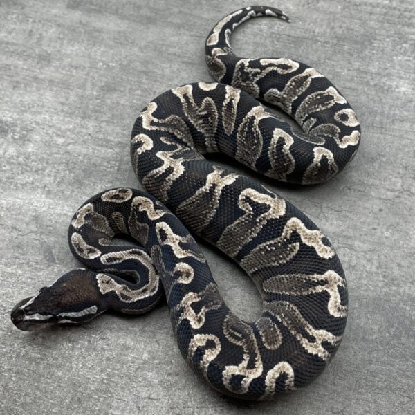 GHI VPI Axanthic - Image 3