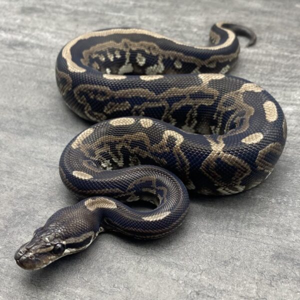Leopard BP VPI Axanthic - Image 2