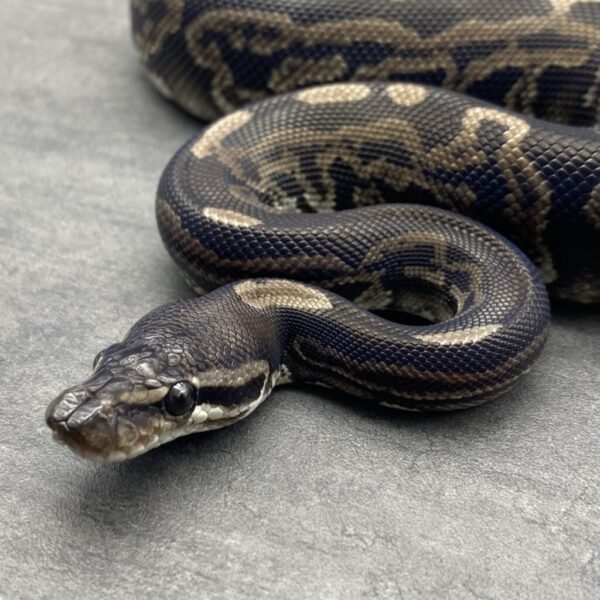 Leopard BP VPI Axanthic - Image 3