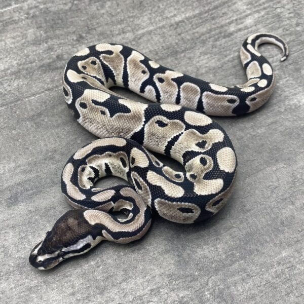 TSK Axanthic het Clown 50% Piebald - Image 3